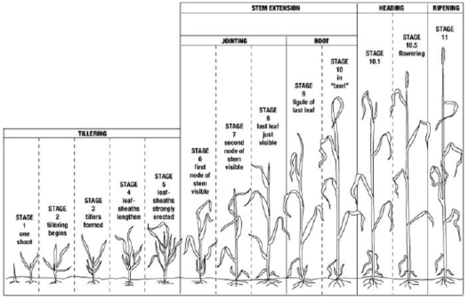 wheat-growth-stages-nebraska-wheat